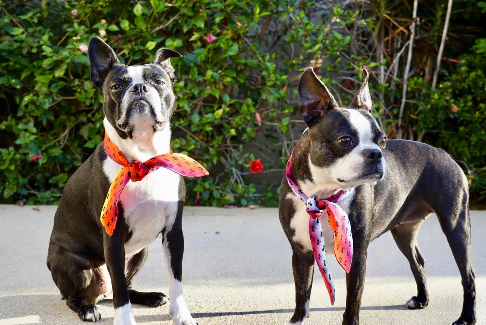 Frenchiestore Pet Scarf |  California Dreamin'